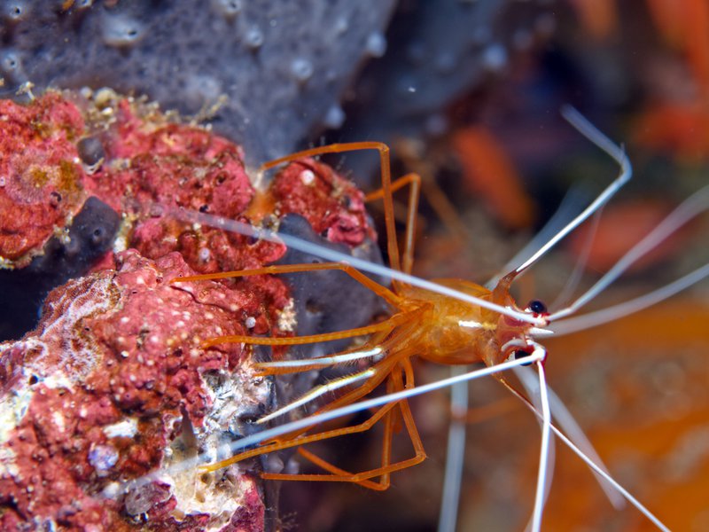 Shrimp, Batee Tokong